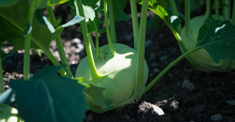chou rave potager