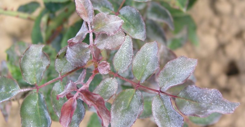 rosier-oidium-maladie