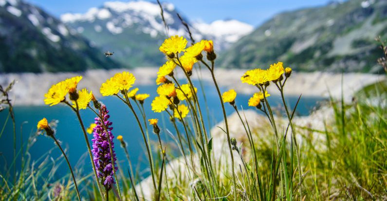 gros plan sur fleurs de montagne avec montagne et lac en arrière plan