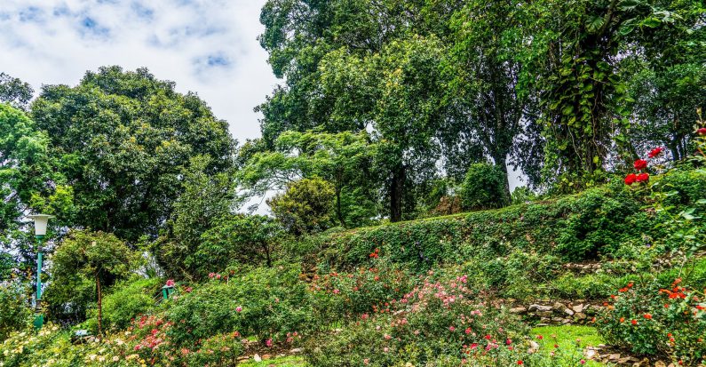 Un jardin de rose sur une colline