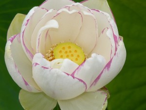 lotus sacré