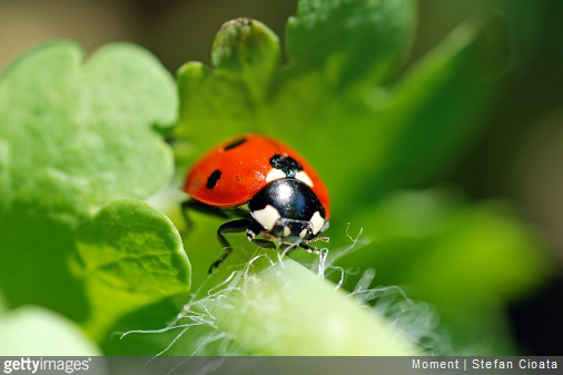 La coccinelle est in insecte auxiliaire particulièrement important dans un jardin.