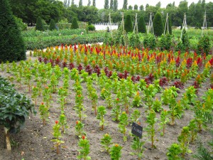 Potager2