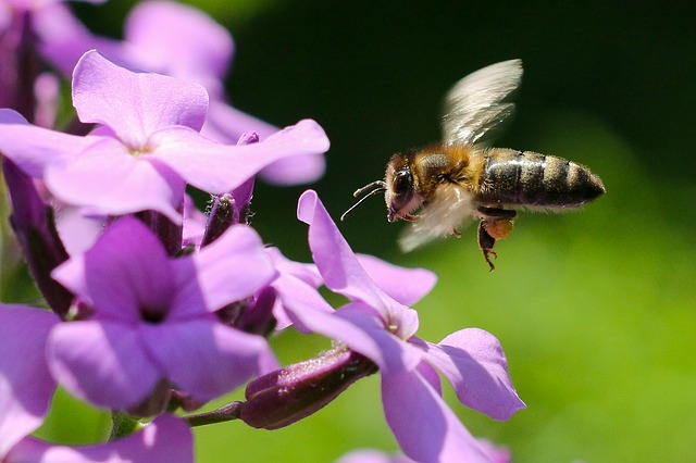 Avoir une ruche dans son jardin pour faire du miel