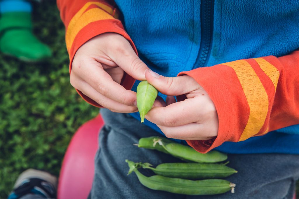 Un enfant qui découvre les légumes bio