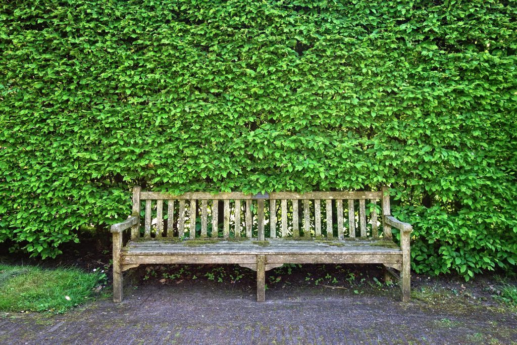 Un vieux banc en bois devant un haie de jardin