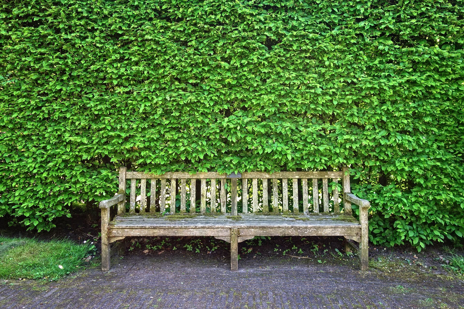 3 manières de protéger son jardin du regard des voisins