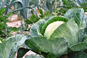 Un potager de légumes