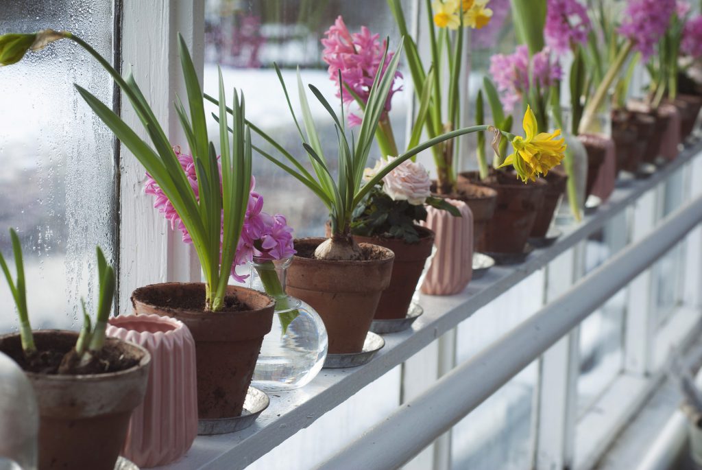 Des pots de fleurs dans une véranda