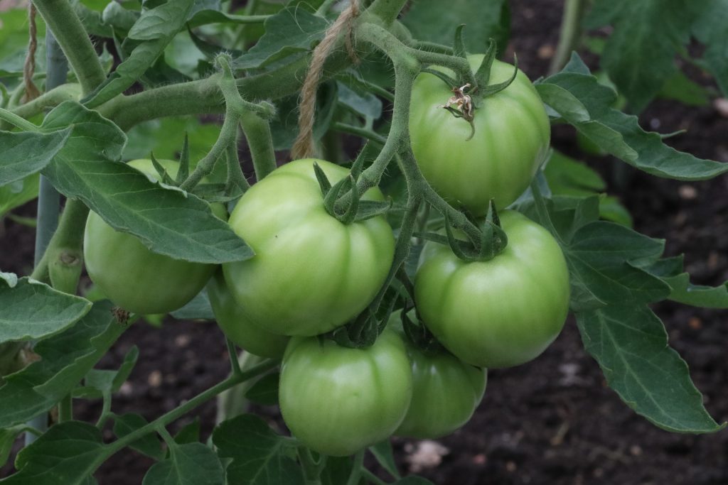tomates verte dans un potager
