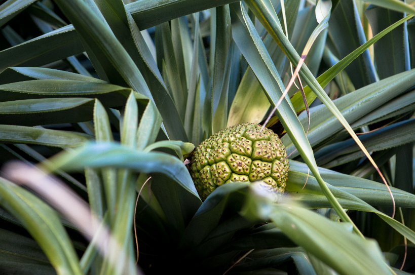 Plante exotique