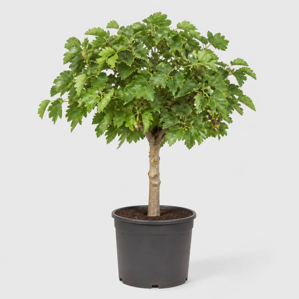 Mûrier platane stérile tige 8-10, pot de 30 litres