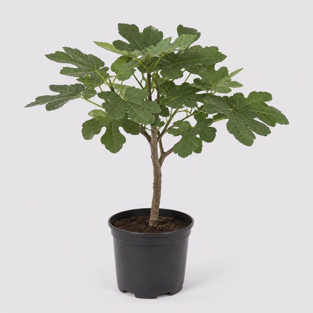 Mûrier platane sans fruit en pot de 15 litres