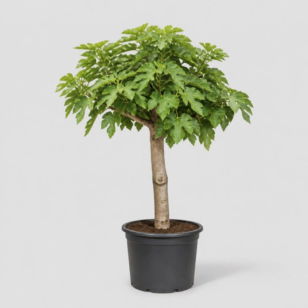 Mûrier platane stérile en pot de 30 litres, tige 6-8