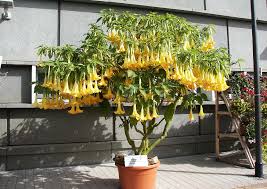 Datura (Brugmansia)