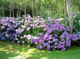 hortensias