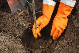 planter arbre