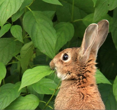 lapin dans le jardin