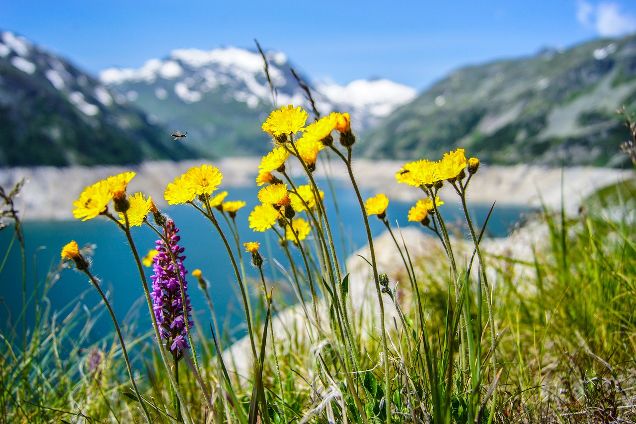 gros plan sur fleurs de montagne avec montagne et lac en arrière plan