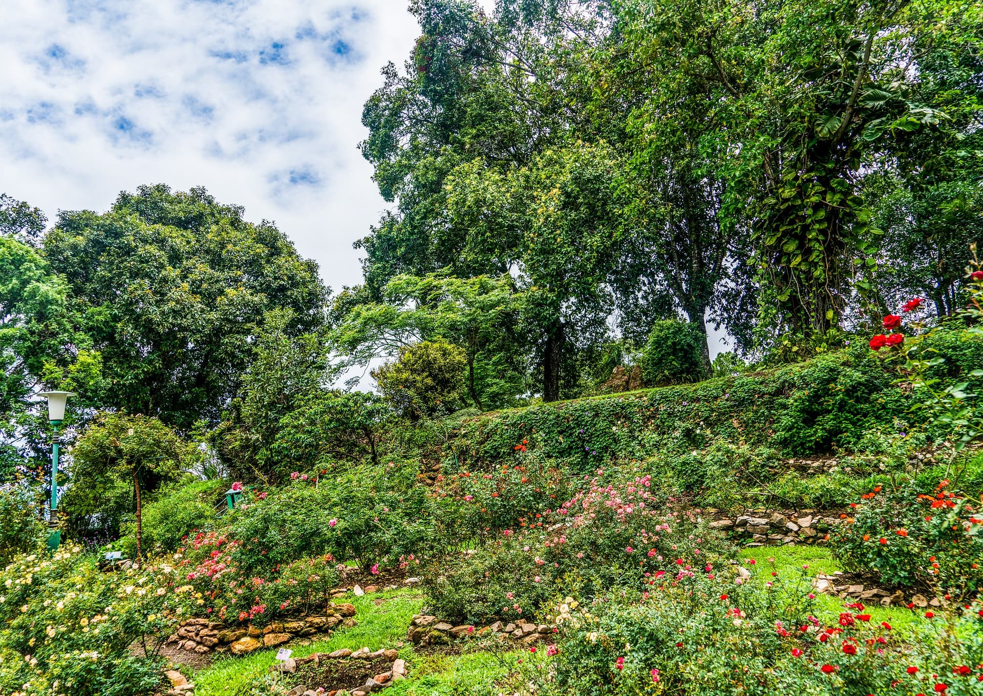 Un jardin de rose sur une colline