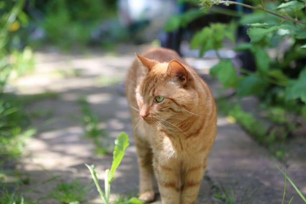 chat dans un jardin