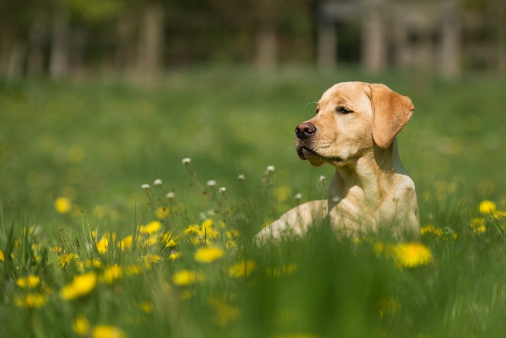 chien dans un jardin